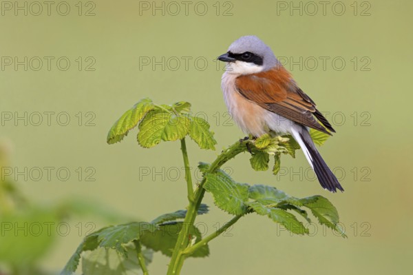 Red-backed shrike, red-backed shrike, thorn-backed shrike, family of shrikes, (Lanius collurio),