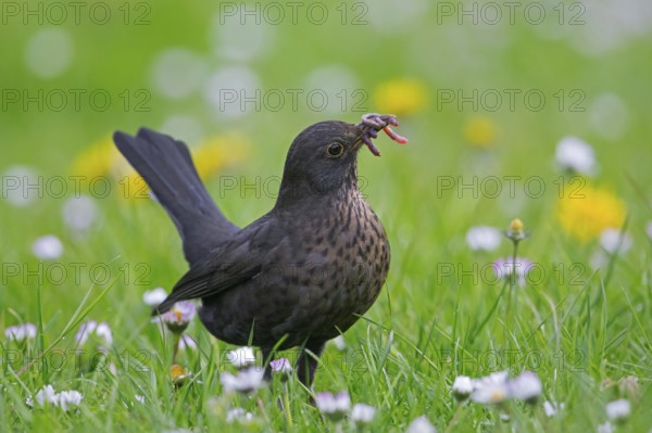 Common blackbird, Eurasian blackbird (Turdus merula) female foraging in grassland, meadow with