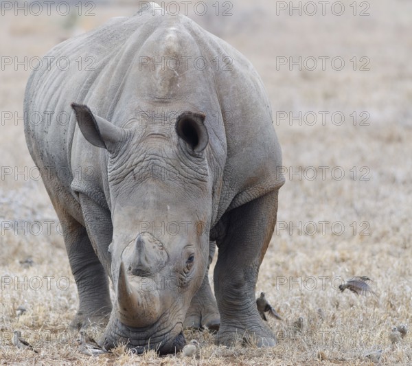 Southern white rhinoceros (Ceratotherium simum simum) surrounded by birds, adult male feeding on