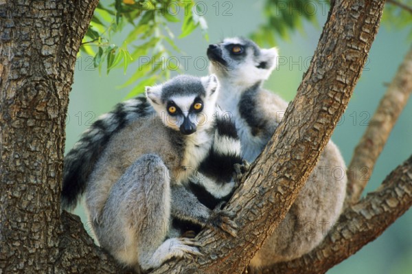 Crown sifaka, Madagascar, Coquerels crown sifaka, Prophitecus verreauxi coquereli, Madagascar,