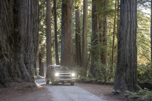 Crescent City, California - Redwood trees (Sequoia sempervirens), the tallest trees in the world,