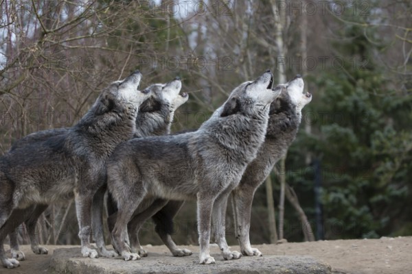 Four Northern Timber wolves (Canis lupus occidentalis), or Mackenzie Valley wolf, howling with