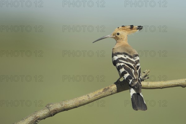Hoopoe (Upupa epops), Branch, Embalse de Guadiloba, Caceres, Extremadura, Spain, Europe