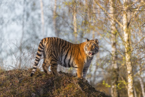 One young female Siberian Tiger, Panthera tigris altaica, posing on top of a small hill in a birch