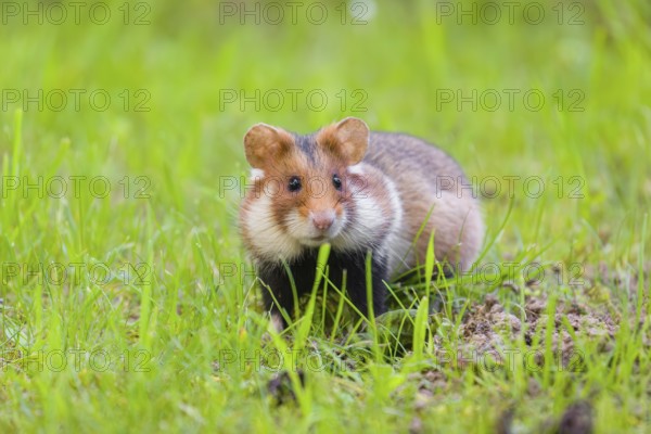 A European hamster (Cricetus cricetus), Eurasian hamster, black-bellied hamster or common hamster,