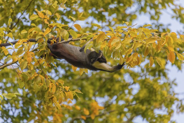 One adult Diana monkey (Cercopithecus diana) climbing along a thin twig with yellow leafs high up