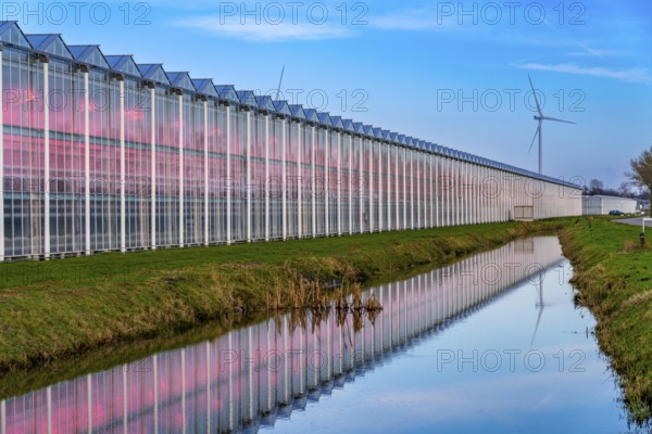 Large greenhouses for cucumbers and strawberries, over 10 hectares, the plants are artificially