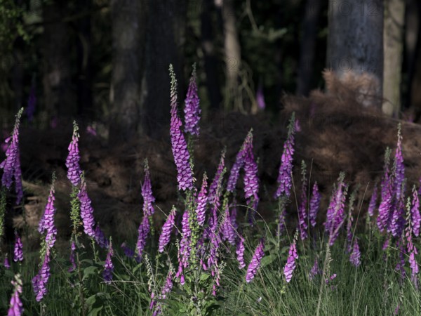 Sunlit Common foxglove (Digitalis purpurea) in the forest, Lower Rhine, North Rhine-Westphalia,