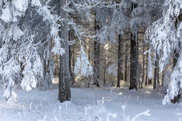 Even the tree trunks are all decorated with hoarfrost, snowy winter landscape on the Auersberg,