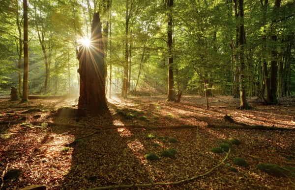Morning atmosphere in a near-natural deciduous forest of beech and oak trees, rays of sunshine