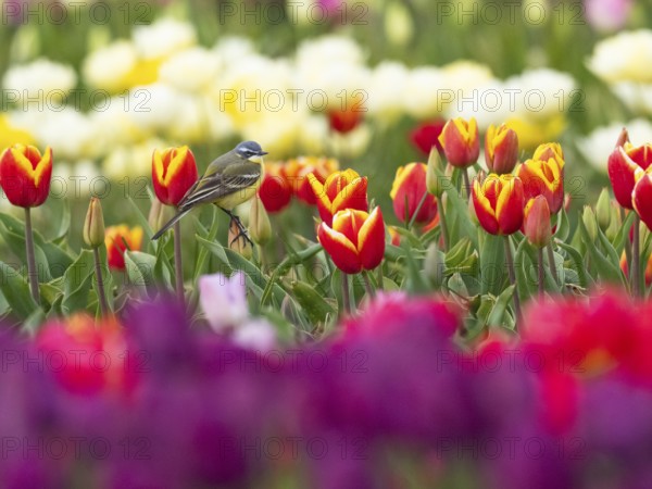 Yellow Wagtail (Motacilla flava) adult male sitting on a tulip flower, surrounded by a field of