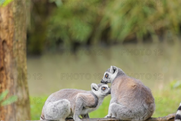 Two ring-tailed lemurs (Lemur catta) sit on a rotten tree lying on the ground and one grooms the