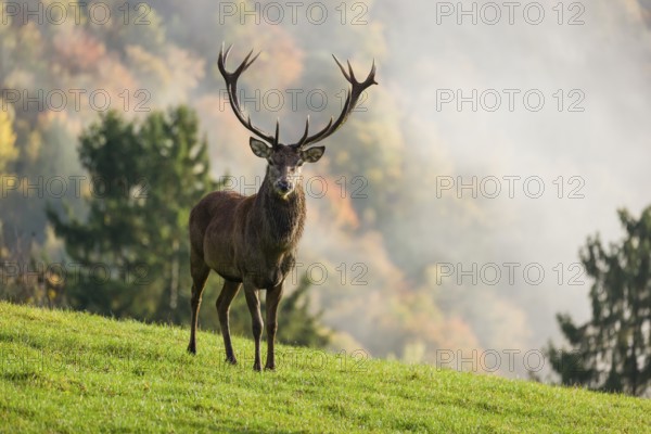A red deer stag (Cervus elaphus) is standing in a meadow in hilly terrain. A forest with autumn
