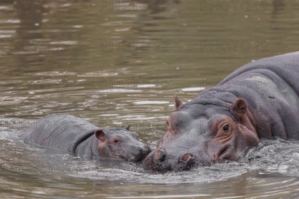 A baby hippopotamus (Hippopotamus amphibius) and its mother swimming in a river