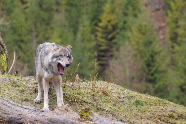 An adult male grey wolf (Canis lupus lupus) stands yawning in a meadow on the top of a hill between