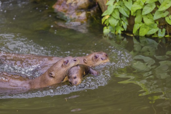 An adult giant otter or giant river otter (Pteronura brasiliensis) swims in a small river carrying