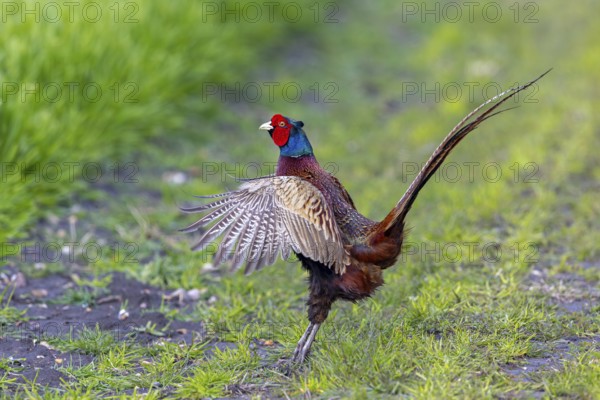 Common pheasant (Phasianus colchicus) male, cock displaying by flapping wings in field during the