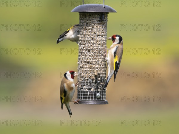 European Goldfinch (Carduelis carduelis), three adult birds feeding on seeds, at bird feeding
