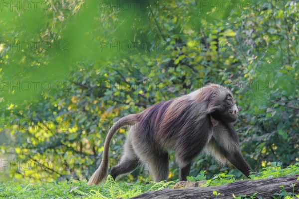 An adult male gelada (Theropithecus gelada), or bloodheart monkey, runs across a green meadow. A
