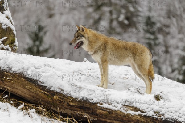 A young grey wolf (Canis lupus lupus) stands on a sloping, snow-covered meadow on a cold, cloudy