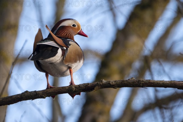 Mandarin duck (Aix galericulata), drake, sitting on a branch, high in a tree, Heiligenhaus, North