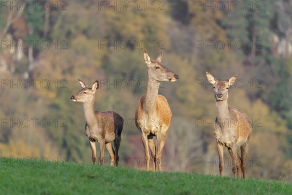 Two adult red deer hinds (Cervus elaphus) and a calf are standing in a meadow in the beautiful