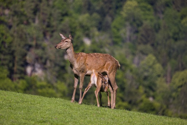 One red deer doe (Cervus elaphus) stands on a meadow and suckles her fawn. A forest in the distant