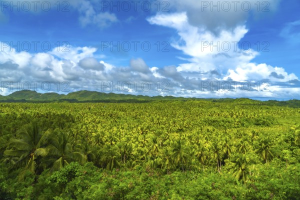 Vast coconut plantation covering siargao island landscape under a cloudy sky, a tropical paradise