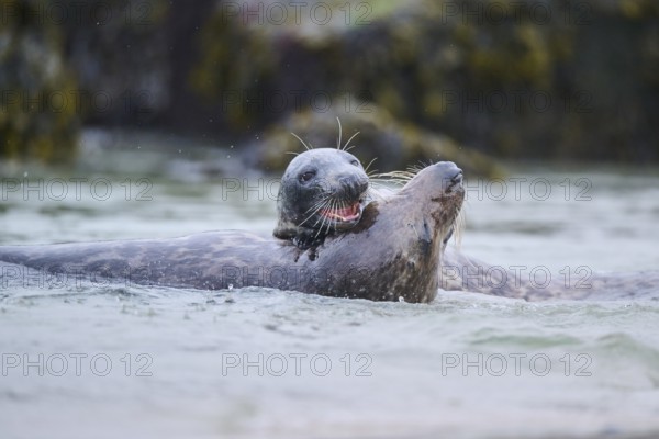 Grey seal (Halichoerus grypus) playing with each other in the water, sea, Düne, Helgoland,