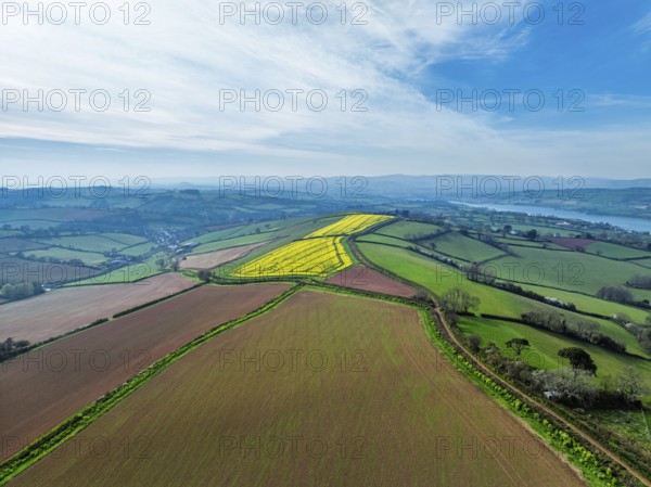 Rapeseed fields over the River Teign from a drone, Teignmouth, Shaldon, Devon, England, United