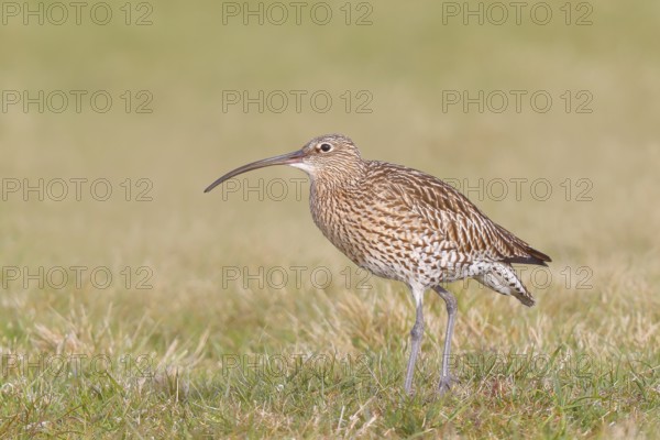 Eurasian curlew (Numenius arquata) standing in a meadow, Wildlife, Animals, Birds, Snipe family