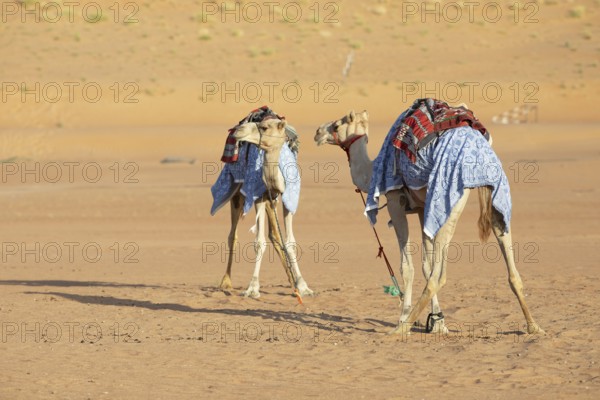Dromedaries (Camelus dromedarius) with saddle in the Wahiba Sands or Rimal Al Wahiba or Sharqiyya