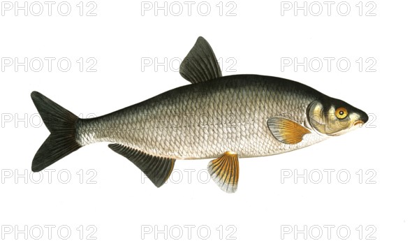 Fish, Fish, genus of carp fish, Cyprinus vimba, the carp, Historical, digitally restored