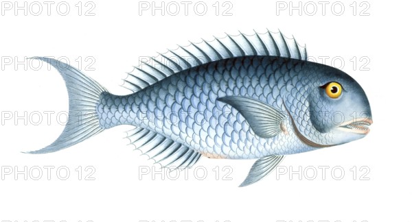 Fish, Fishes, Coryphaena coerulea, Scarus coeruleus, Blue Razorfish, Historical, digitally restored
