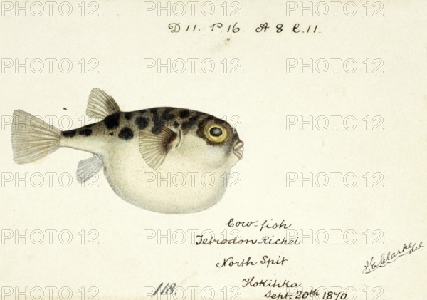 Pufferfish, Tetraodon gillbanksii, Arothron gillbanksii, a species of pufferfish in the family