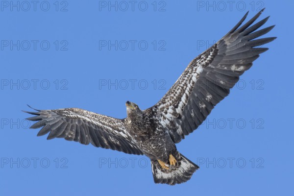 Juvenile bald eagle (Haliaeetus leucocephalus) flying under a blue sky. Region of Lanaudiere.