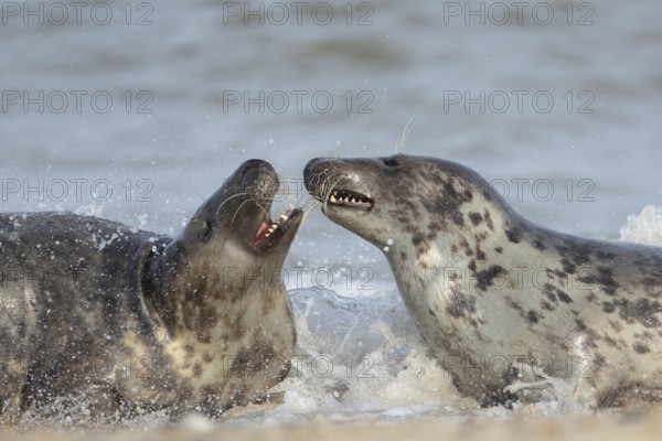 Grey seal (Halichoerus grypus) two adult animals courting and playing together in the surf of the