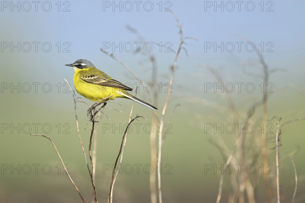 Yellow wagtail (Motacilla flava), male sitting on a thin blade of grass, singing station, Lake