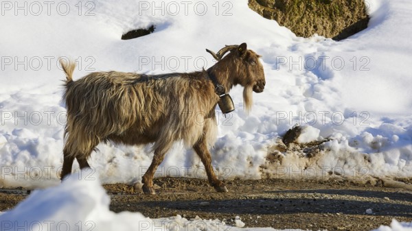 A goat walking through a snow-covered path in a wintry atmosphere, sheep (e) or goat (n), ovis,