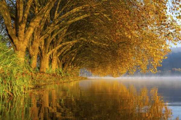 Autumn colours on the Platanen Allee, Hardenberg Ufer, lakeside path on Lake Baldeney, near Haus