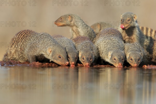 Zebra mongoose (Mungos mungo), adult, group, at the water, drinking, Kruger National Park, Kruger