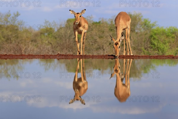 Black Heeler Antelope (Aepyceros melampus), adult, female, two, at the water, drinking, Kruger