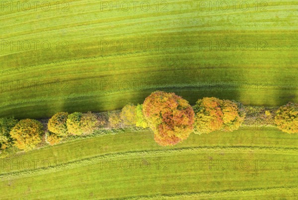 Hedge structure as lines, vertical aerial view in autumn, Mildenau, Erzgebirge, Saxony, Germany,