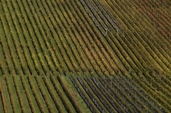 vineyard, vines, grapevines, winegrowing, autumn colouring, autumn, graphic, Strümpfelbach,