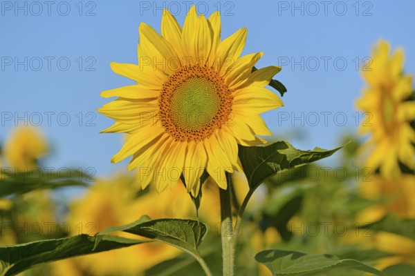Sunflower (Helianthus annuus) in bloom, sunflower field, blue sky, North Rhine-Westphalia, Germany,