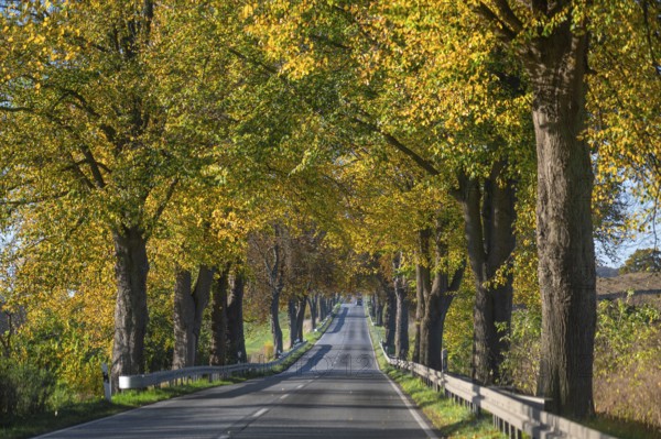 Autumnal lime tree avenue (Tilia) on a federal road B 104, Lübeck-Rehna, Mecklenburg-Vorpommern,