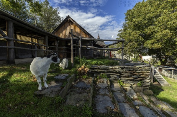 Goat (Capra) on a farm in the mountain village of Rasa, Centovalli, Canton Ticino, Switzerland,