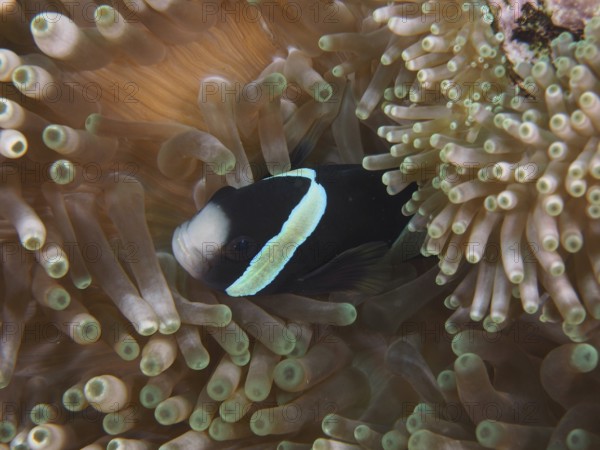 A black and white anemonefish, Clark's anemonefish (Amphiprion clarkii) melanistic, hiding in a sea