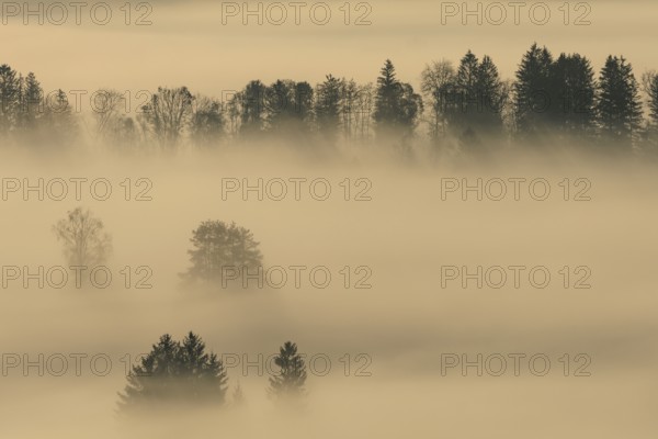 Foggy mood, fog, morning light, backlight, autumn, Loisach-Lake Kochel-Moor, foothills of the Alps,