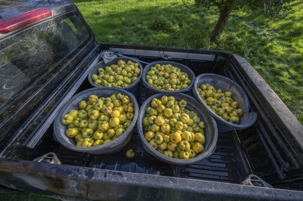 Freshly harvested quinces (Cydonia oblonga) in tonnes on a pickup truck, Mecklenburg-Vorpommern,